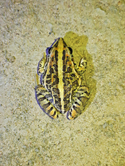 Leptodactylus fuscus