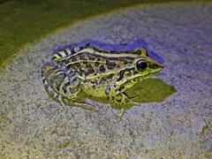 Leptodactylus fuscus