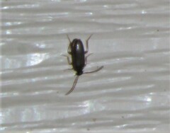 Ptilodactyla