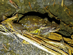 Scinax nasicus
