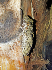 Scinax acuminatus