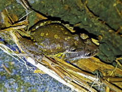 Scinax nasicus