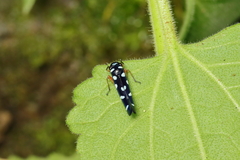 Amblyscartidia incredibilis