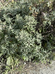 Eriophyllum staechadifolium