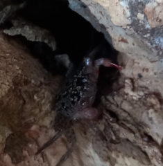 Aratus pisonii