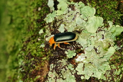 Cacoscelis marginata