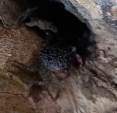 Aratus pisonii