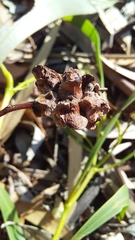 Dasineura glomerata