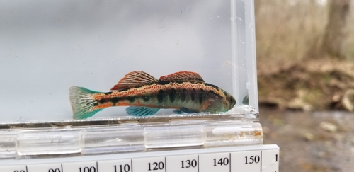 Cumberland snubnose darter (Etheostoma atripinne) — Percidae — 4