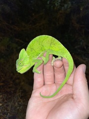 Chamaeleo calyptratus