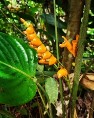 Stromanthe stromanthoides