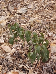 Cistus populifolius