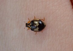 Harmonia antipoda