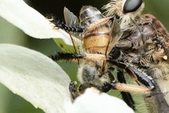 Milichiidae