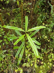 Myrsine salicina