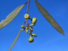 Fergusobia