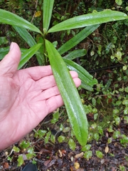 Myrsine salicina