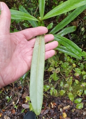 Myrsine salicina