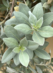 Conocarpus