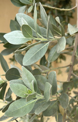 Conocarpus