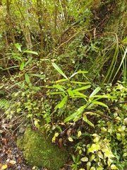 Myrsine salicina