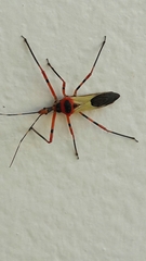 Zelus armillatus