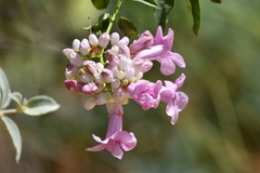 Fridericia