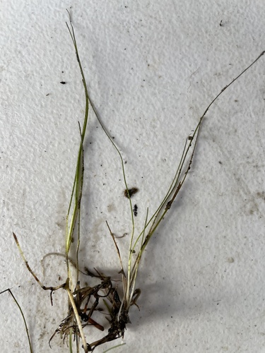 Syringodium isoetifolium iNat (1)