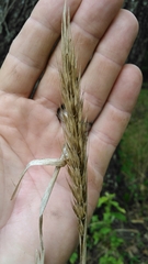 Elymus virginicus virginicus