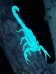 Centruroides guanensis