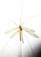 Microtipula