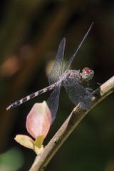 Uracis imbuta