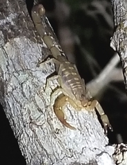 Centruroides guanensis