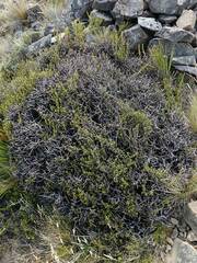 Pittosporum anomalum