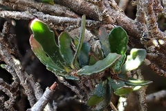 Pittosporum anomalum