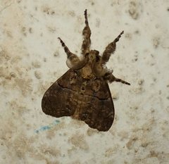 Lepidoptera