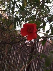 Punica