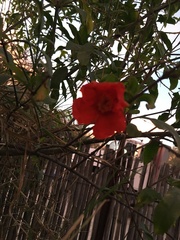 Punica