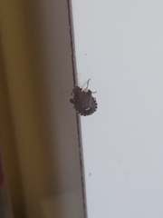 Dyroderes umbraculatus