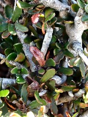 Pittosporum anomalum