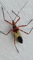 Zelus armillatus
