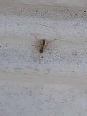 Polypedilum nubiferum