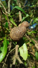 Asphondylia dodonaeae