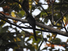 Dicrurus andamanensis