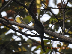 Dicrurus andamanensis