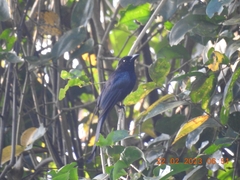 Dicrurus andamanensis