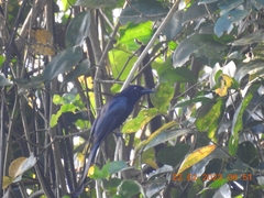 Dicrurus andamanensis