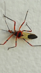 Zelus armillatus