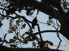 Dicrurus andamanensis