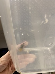 Chauliognathus lugubris